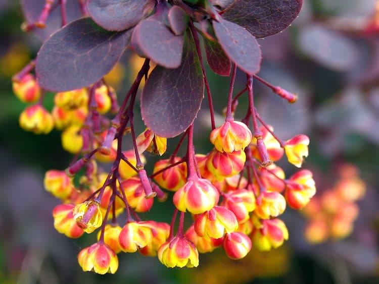 berberine-tree
