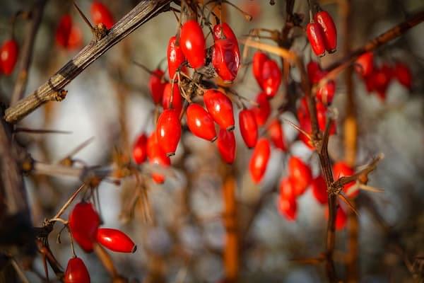 berberine