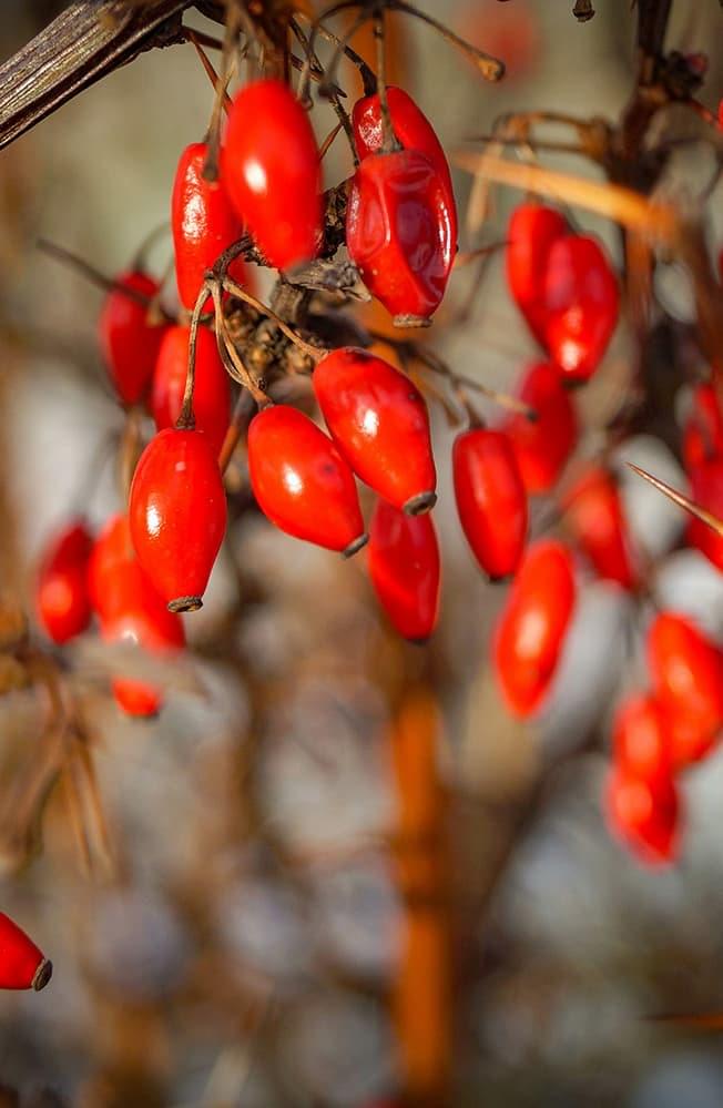 berberine