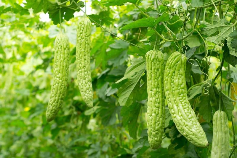 japanese-vegetable-tree